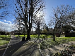 large trees at junction of paths in park