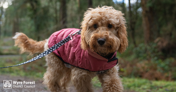 Cockerpoo dog taking a walk in a forest. The dog is wearing a pink coat.