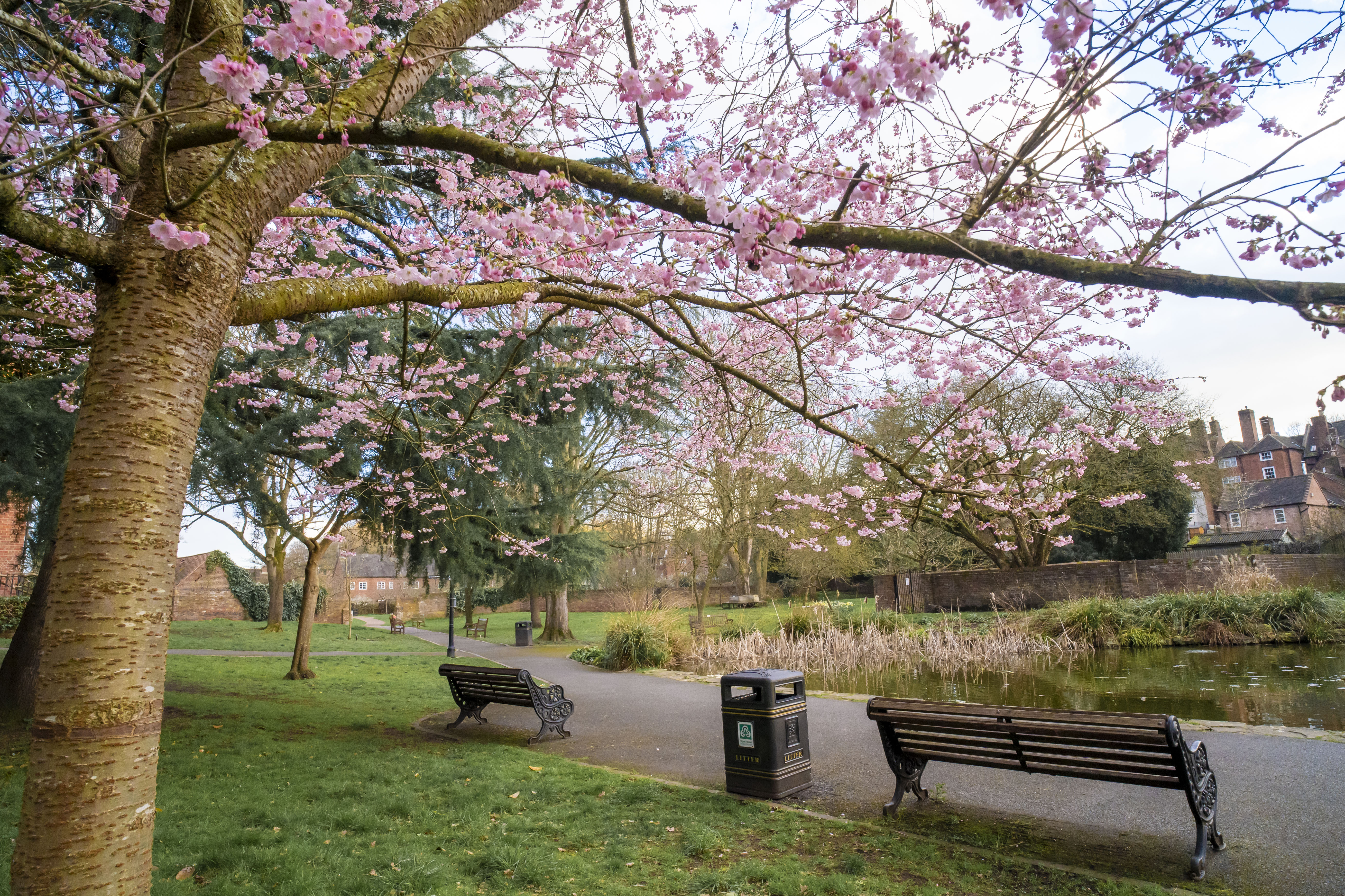 A public garden with grass and benches on a pathway, there is a cherry blossom tree in bloom in the foreground. 