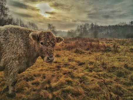 grazing cow in rugged nature reserve land at sunset. The sun is peeping throughthe clouds and lighting the sky up