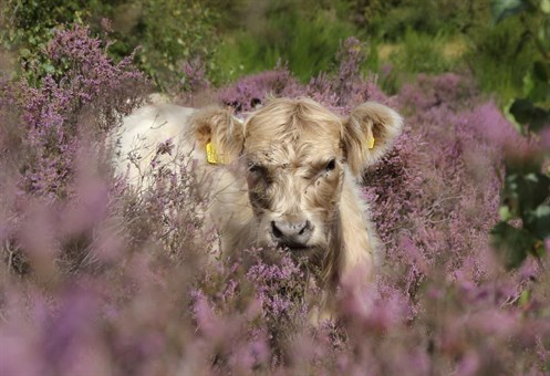 Cow in field surrounded by soft focus heather plants