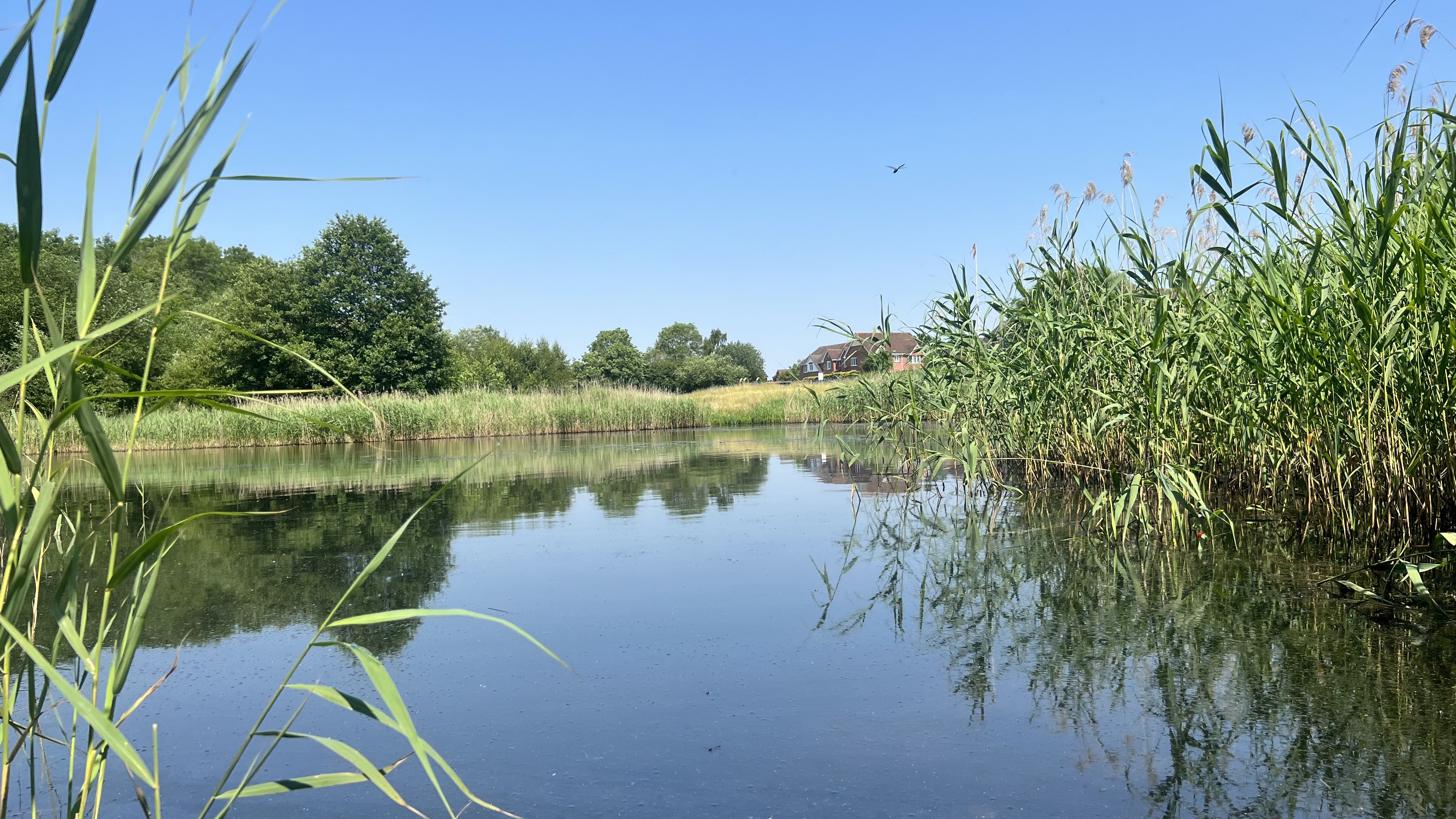 pool at local conservation area