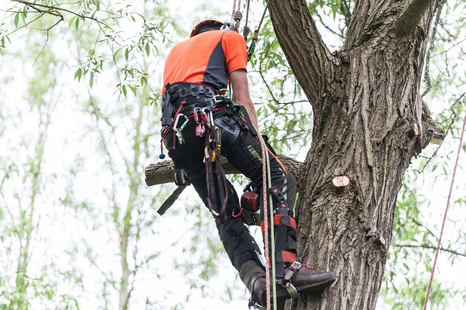 man up a tree with a chainsaw cutting back overgrown branches