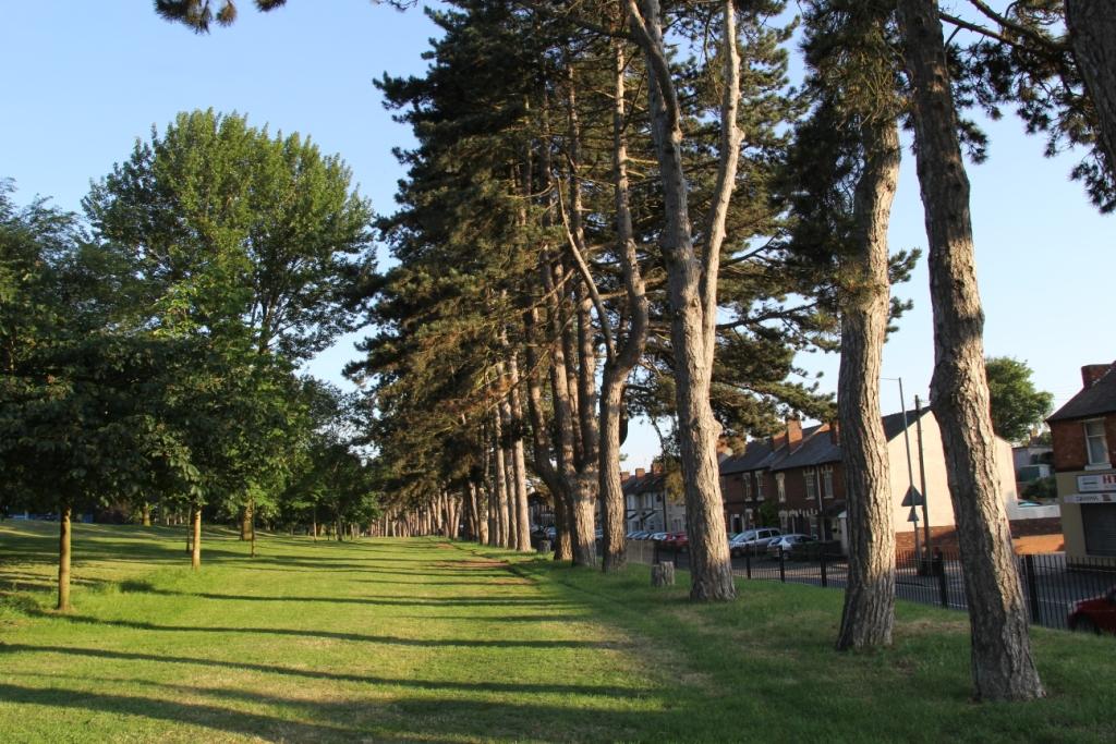 An alleyway of mature tall conifer trees bordering the footpath aith the sunshine breaking through the branches of the trees