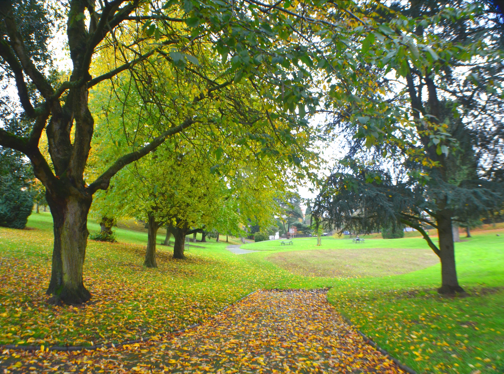 Mature trees borders the winding footpath, covered with autumn leaves.