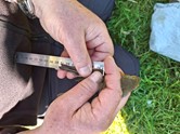 measuring a small bird's wing