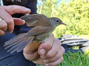 small brown bird with raised wing carefully held in hand