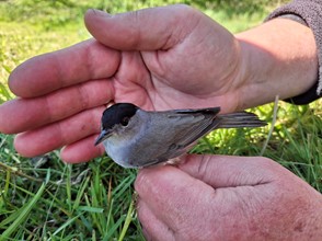 small black headed bird carefully held in hands